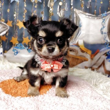 チワワ(ロング)【神奈川県・女の子・2025年9月28日・ブラックタン】の写真「健康診断問題なしでした！！」