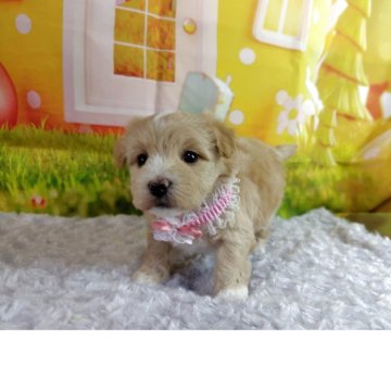 マルプー(マルチーズ×トイプードル)【神奈川県・女の子・2025年11月12日・クリームホワイト】の写真「これからどんどん可愛くなるので期待してね」