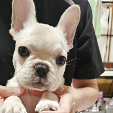 フレンチブルドッグ【神奈川県・女の子・2025年7月8日・クリーム】の写真「販売期間延長します。」