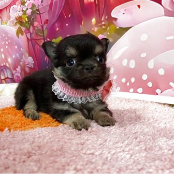 チワワ(ロング)【神奈川県・女の子・2025年3月23日・ブラックタン】の写真「成犬予想体重2キロ前後」