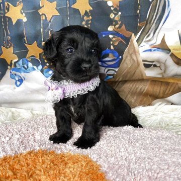 シュナプー(トイプードル×ミニチュアシュナウザー)【神奈川県・女の子・2025年10月23日・黒&ちょっぴり白】の写真「困った顔してます！！
(*≧з≦)」