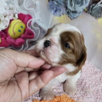 キャバリア【神奈川県・女の子・2025年2月9日・ブレンハイム】の写真「開眼したばかりの赤ちゃん。
御披露目です。」