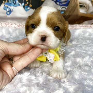 キャバリア【神奈川県・女の子・2025年10月28日・ブレンハイム】の写真「小ぶりタイプのキャバリアちゃん」