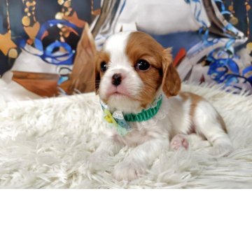 キャバリア【神奈川県・男の子・2025年10月28日・ブレンハイム】の写真「小ぶりタイプのキャバリアちゃん」