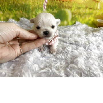 チワワ(ロング)【神奈川県・女の子・2025年11月29日・ホワイト】の写真「写真更新も見てね！
どんどん可愛くなります。」