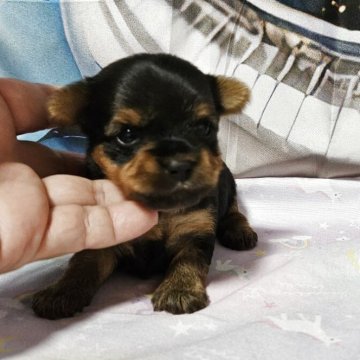 ヨークシャーテリア【神奈川県・女の子・2025年7月18日・スチールブルータン】の写真「これから仔犬らしく変わってきます！！」