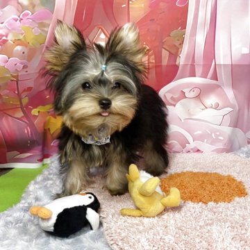 ヨークシャーテリア【神奈川県・男の子・2025年7月18日・スチールブルータン】の写真「健康診断問題なし
11月6日現在」