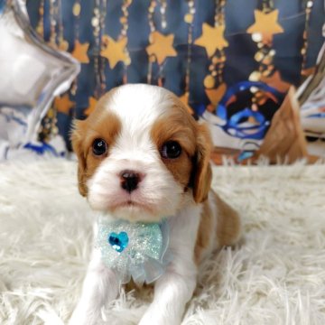 キャバリア【神奈川県・男の子・2025年10月28日・ブレンハイム】の写真「小ぶりタイプです。写真更新も見てね。」