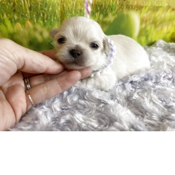 チワワ(ロング)【神奈川県・男の子・2025年11月29日・ホワイト】の写真「まだ幼いので写真更新見て下さいね！」