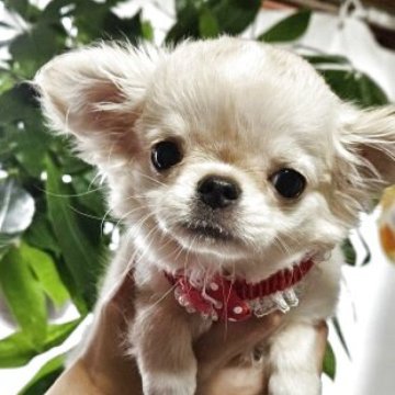 チワワ(ロング)【神奈川県・女の子・2025年7月27日・クリーム】の写真「健康状態問題無し！」