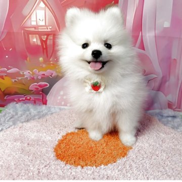 ポメラニアン【神奈川県・女の子・2025年8月30日・クリーム】の写真「真っ白もふもふ」