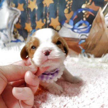 キャバリア【神奈川県・男の子・2025年10月28日・ブレンハイム】の写真「小ぶりタイプです。写真更新も見てね。」