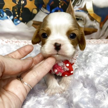 キャバリア【神奈川県・女の子・2025年10月28日・ブレンハイム】の写真「小ぶりサイズのキャバリアちゃん」