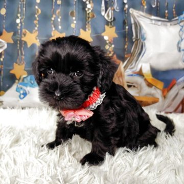 シュナプー(トイプードル×ミニチュアシュナウザー)【神奈川県・女の子・2025年10月23日・ブラック&ホワイト】の写真「12月5日健康診断問題無し
マイクロチップ装着済」