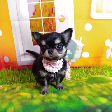 チワワ(ロング)【神奈川県・女の子・2025年3月6日・ブラックタン】の写真「ドアーフタイプ&成犬予想体重2キロ前後」