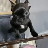 フレンチブルドッグ