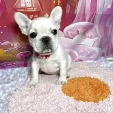 フレンチブルドッグ