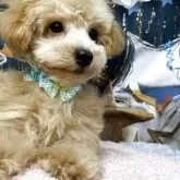 マルプープー【神奈川県・男の子・2025年7月9日・クリーム】の写真1「可愛く成長中健康診断問題なし。」