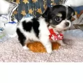 チワワ(ロング)