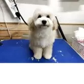 マルプー【神奈川県・男の子・2025年7月9日・アプリコット】の写真1「誰か会いに来てあげてください。」