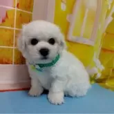 ビションフリーゼ