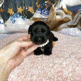 シュナプー(トイプードル×ミニチュアシュナウザー)