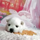 ポメラニアン