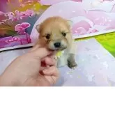 ポメラニアン