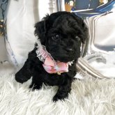 トイプードル(タイニー)