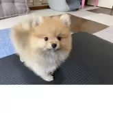 ポメラニアン