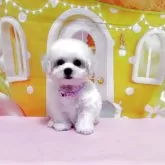 ビションフリーゼ