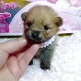 ポメラニアン