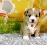 マルプー(マルチーズ×トイプードル)【神奈川県・女の子・2025年11月12日・クリームホワイト】の写真1「これから可愛くなるので写真更新も見てね。」