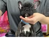 フレンチブルドッグ