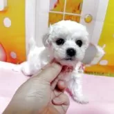 ビションフリーゼ
