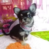 チワワ(ロング)