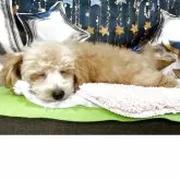 マルプープー【神奈川県・男の子・2025年7月9日・クリーム】の写真2「会いに来てね」