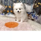 ポメラニアン【神奈川県・男の子・2025年8月30日・クリーム】の写真2