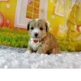 マルプー(マルチーズ×トイプードル)【神奈川県・女の子・2025年11月12日・クリームホワイト】の写真2