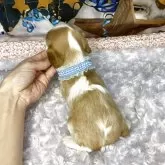 キャバリア【神奈川県・男の子・2025年10月28日・ブレンハイム】の写真2