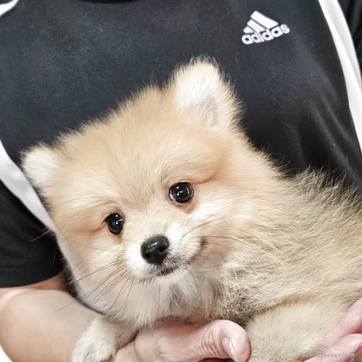 babythree400% 2代目　特別目　人気の犬 人気犬種ランキング | ペット用フローリング Live Natural for Dog