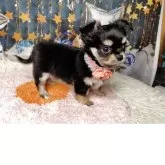 チワワ(ロング)【神奈川県・女の子・2025年9月28日・ブラックタン】の写真3