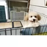 マルプー【神奈川県・男の子・2025年7月9日・アプリコット】の写真3「会いに来て頂けましたら嬉しいです。」