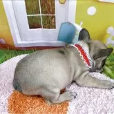 フレンチブルドッグ【神奈川県・女の子・2025年3月1日・フォーン】の写真4