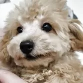 マルプープー【神奈川県・男の子・2025年7月9日・クリーム】の写真4