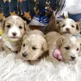 マルプー(マルチーズ×トイプードル)【神奈川県・女の子・2025年11月12日・クリームホワイト】の写真5