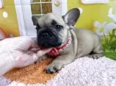 フレンチブルドッグ【神奈川県・女の子・2025年3月1日・フォーン】の写真5