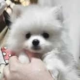 ポメラニアン【神奈川県・男の子・2025年8月30日・クリーム】の写真6