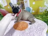フレンチブルドッグ【神奈川県・女の子・2025年3月1日・フォーン】の写真6