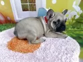 フレンチブルドッグ【神奈川県・女の子・2025年3月1日・フォーン】の写真7